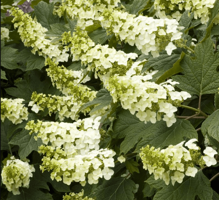 snow queen hydrangea