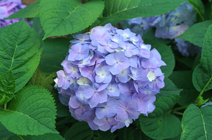 let's dance sky view hydrangea