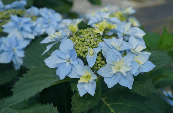 blue hydrangea
