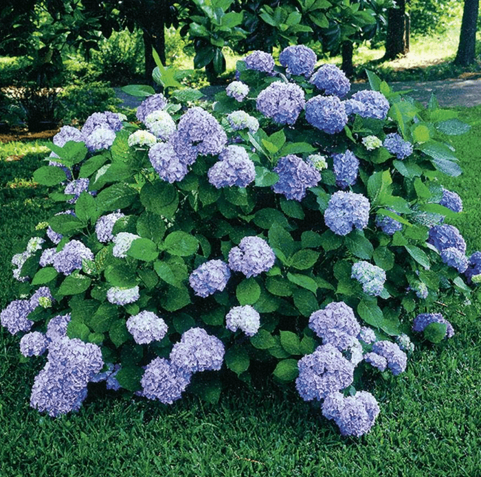 nikko blue hydrangea