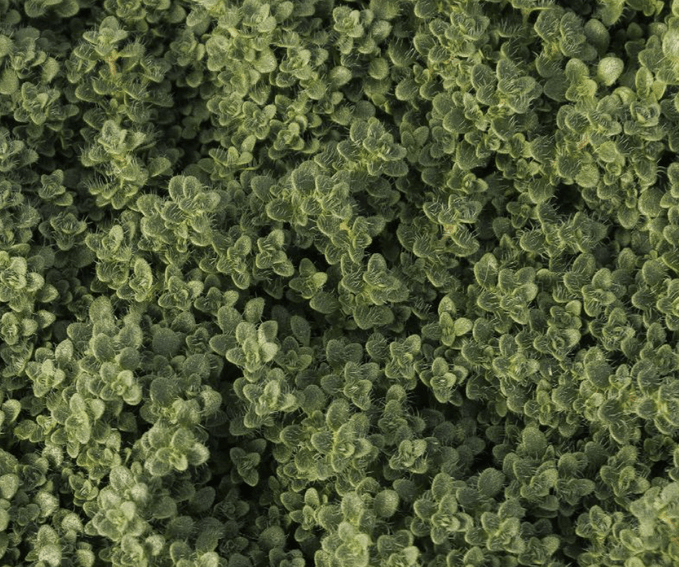 elfin thyme