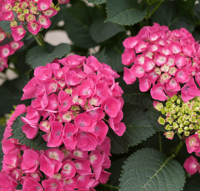 cityline paris hydrangea