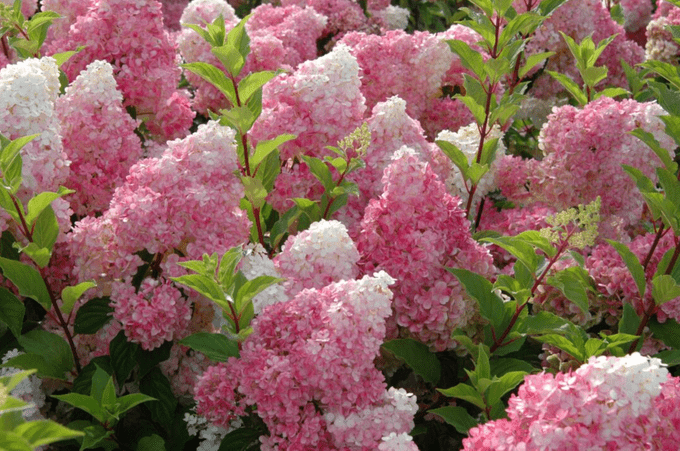 vanilla strawberry hydrangea