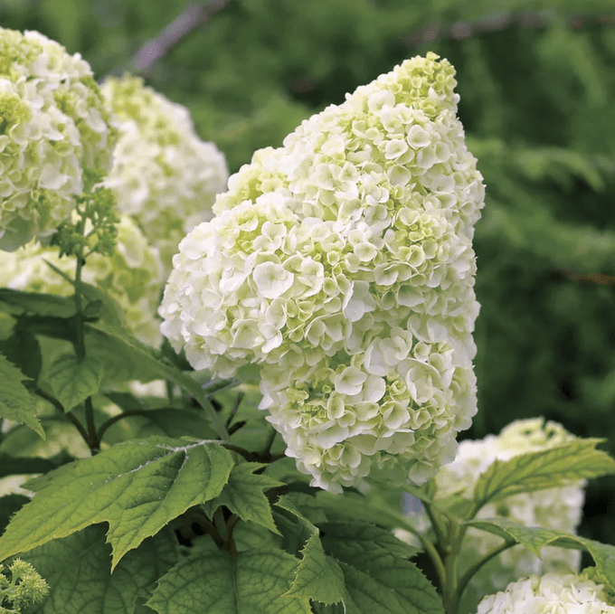 Gatsby Moon hydrangea