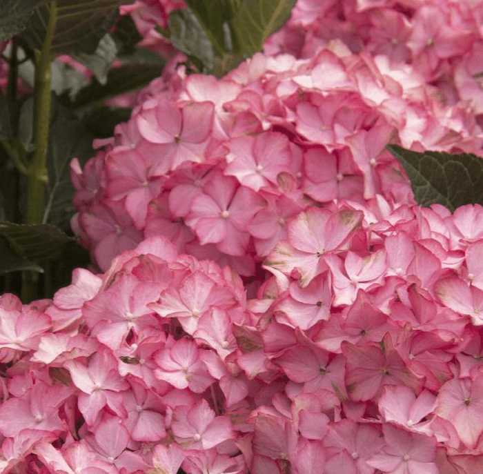 Seaside Hydrangea