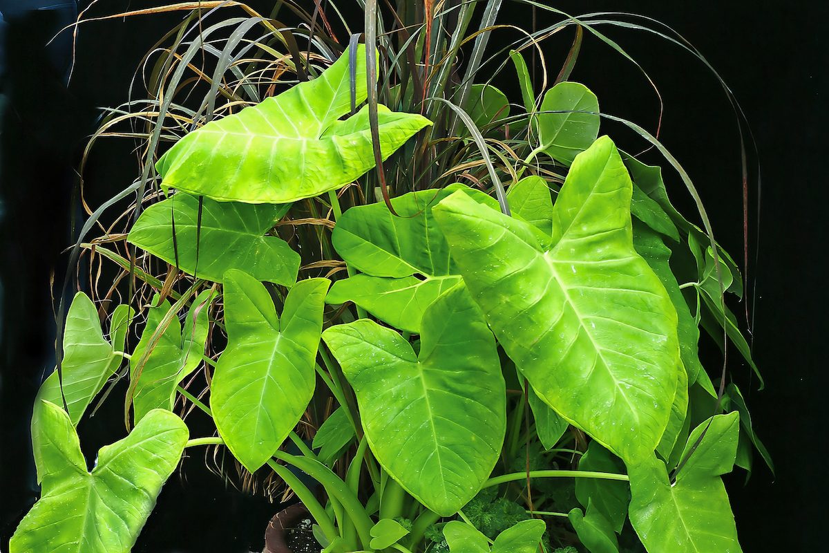 Lime Zinger elephant ears
