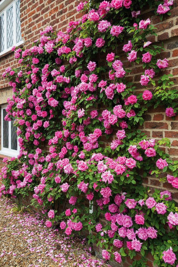 Zepherine Drouhin