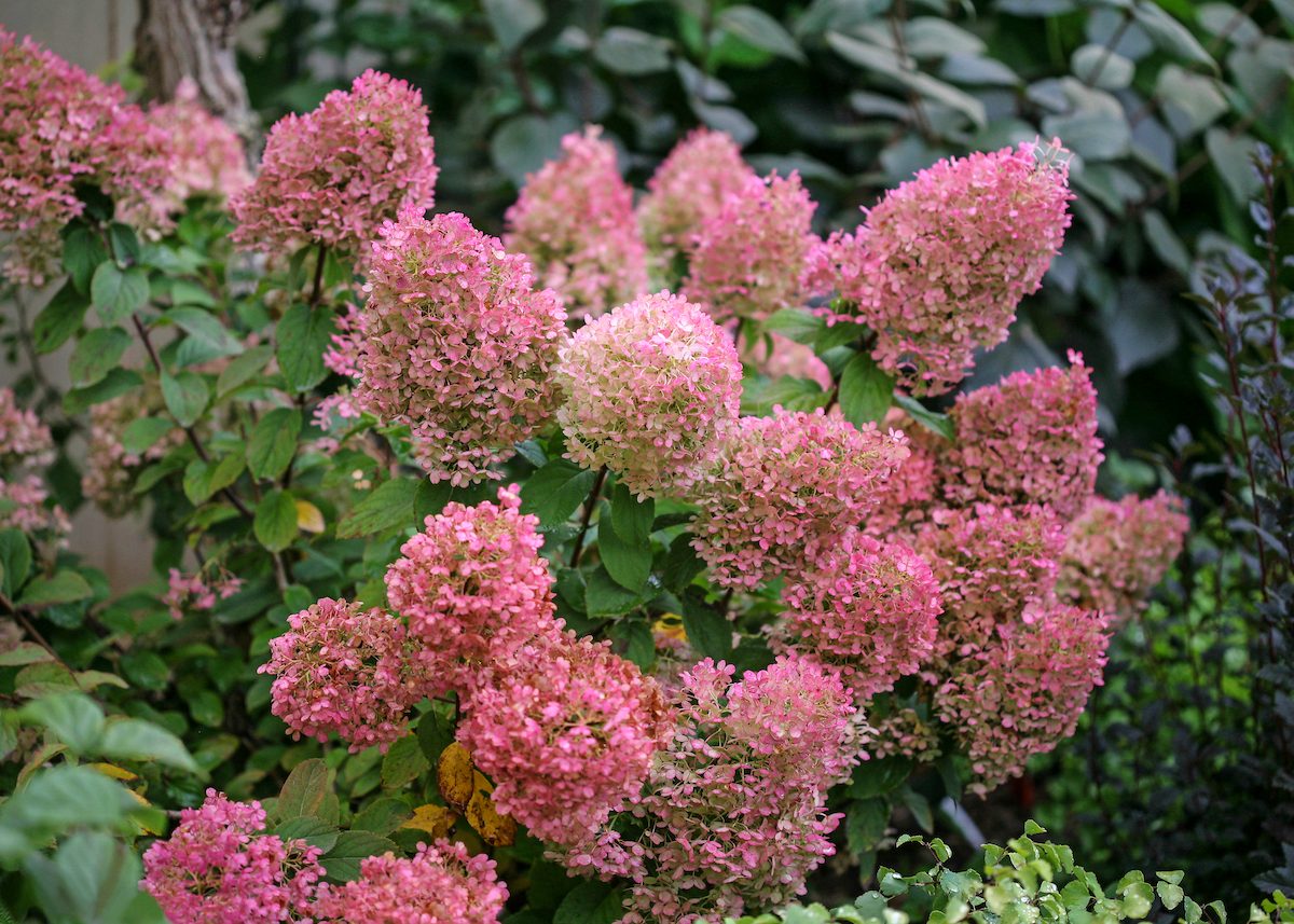 Bobo Hydrangea Pw