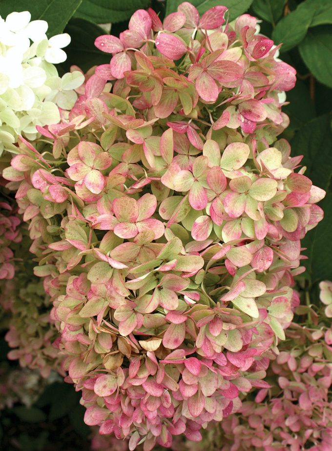 Limelight Hydrangea 3