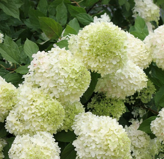 Limelight Hydrangea 6