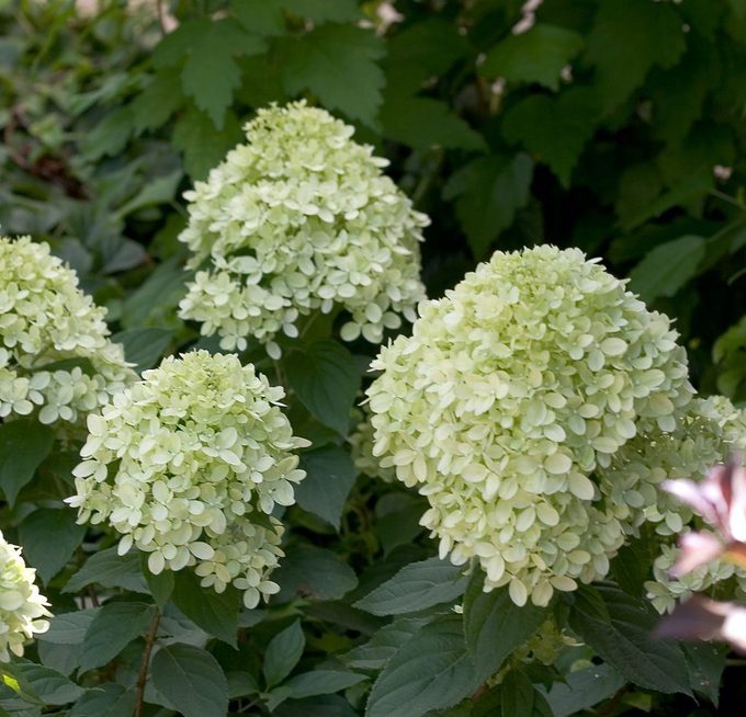Little Lime Hydrangea 9