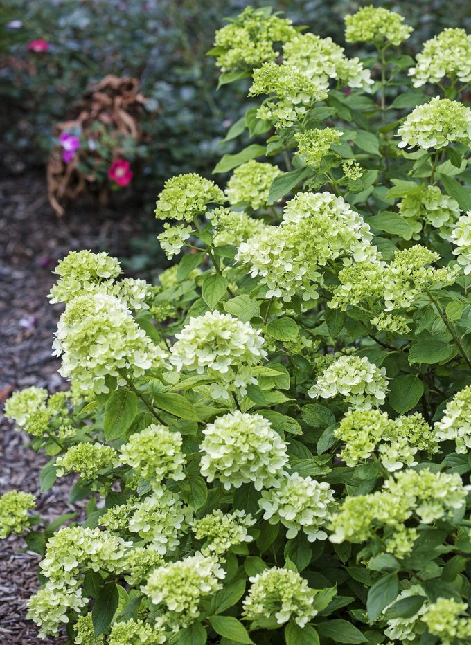 Littlelimehydrangea Vert
