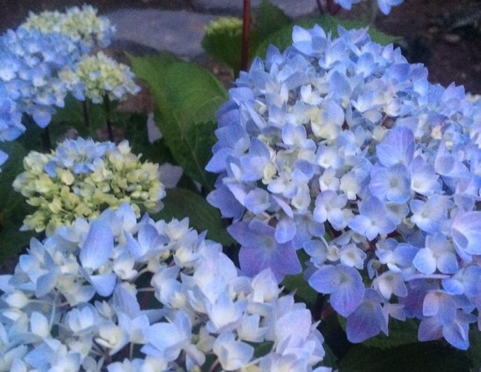 blue enchantress hydrangea