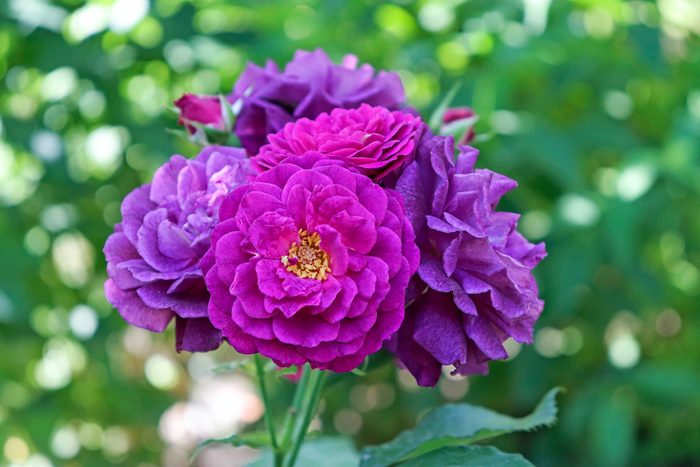 Purple,,smoke,and,violet,color,floribunda,rose,ebb,tide,flowers