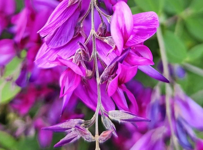Thunberg's,lespedeza,pink,flowers,in,late,summer