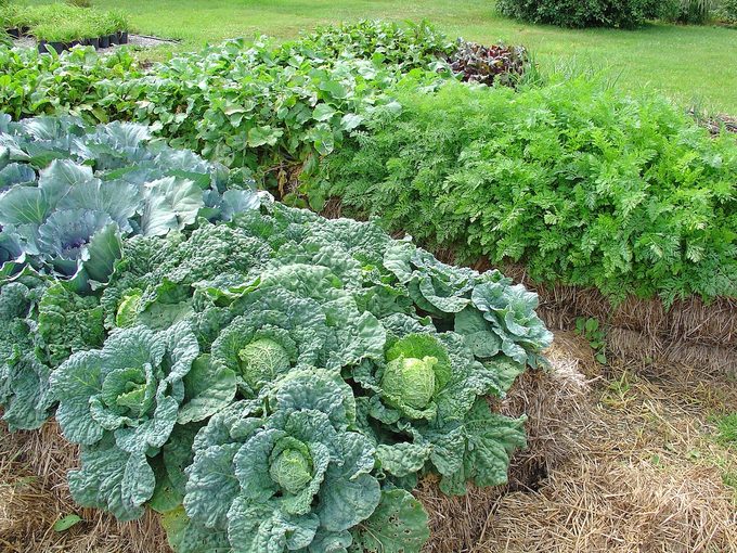 Strawbalecabbage