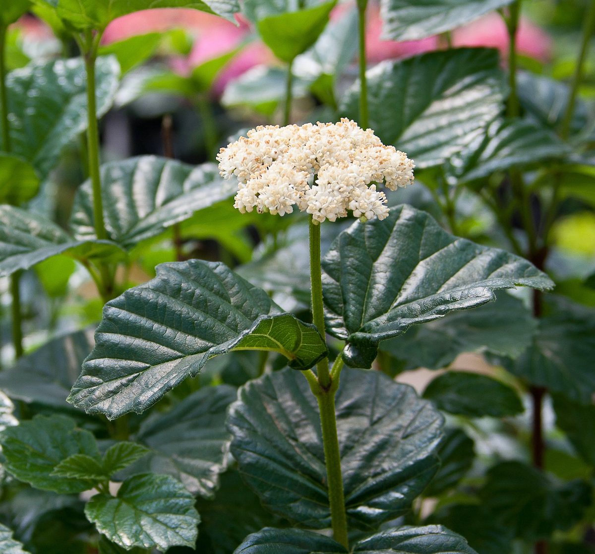 Viburnum3 plants for clay soil