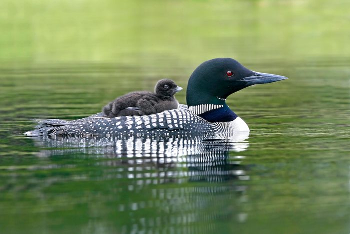 1070 Loon 0371b