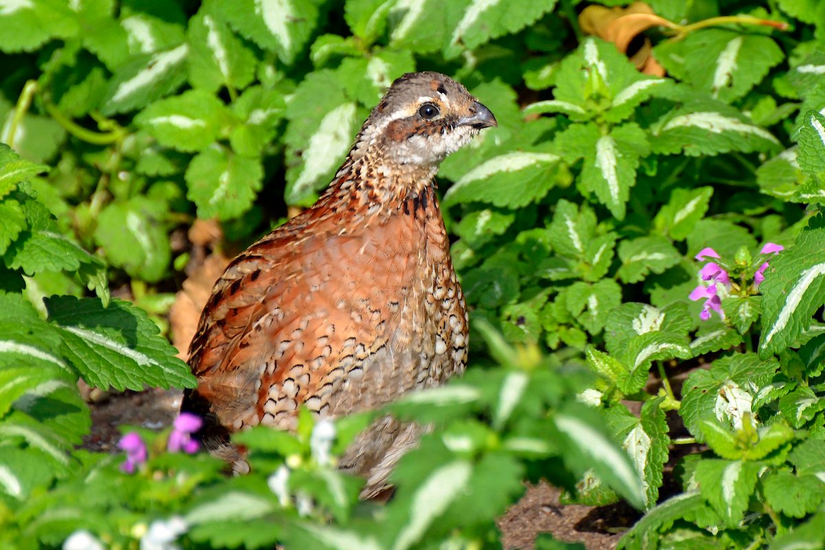 northern bobwhite