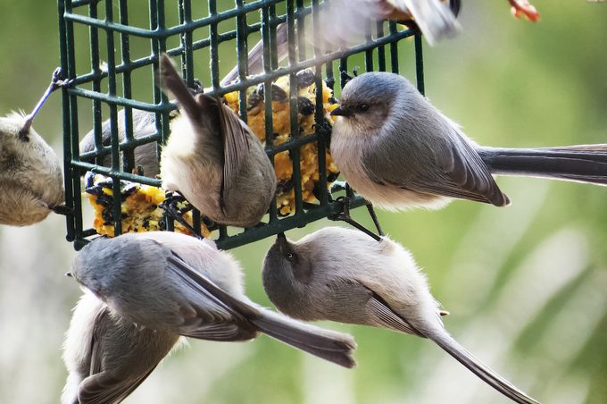 bushtit birds