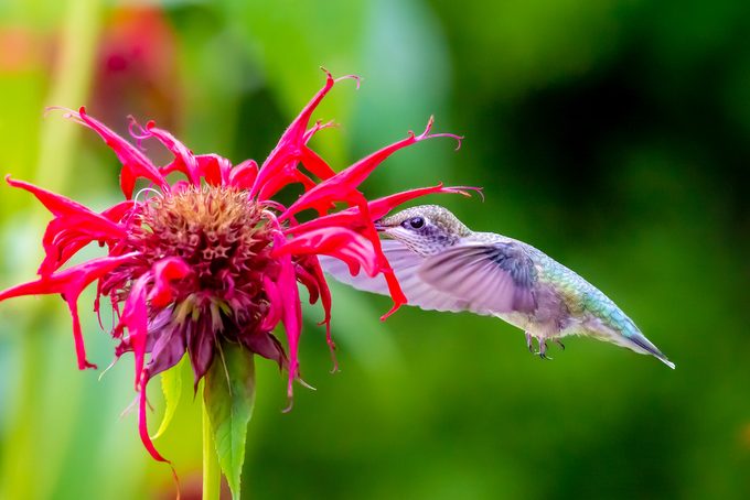 bee balm