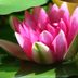 15 Water Lily Flower Pictures to Take Your Breath Away