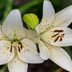 12 Lovely Pictures of Lilies You Need to See