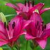 Does a Lily Flower Have Special Meaning?