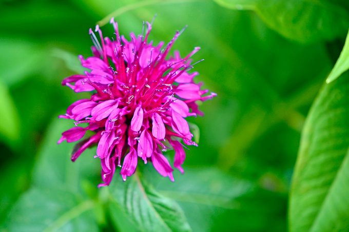 bee balm