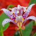 Toad Lily Adds Beauty to Fall Shade Gardens