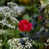 7 Surprising Facts About Roses