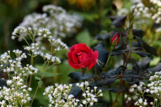 7 Surprising Facts About Roses
