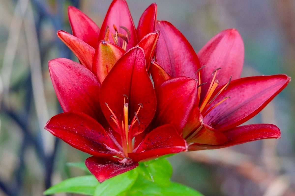 lily flower meaning