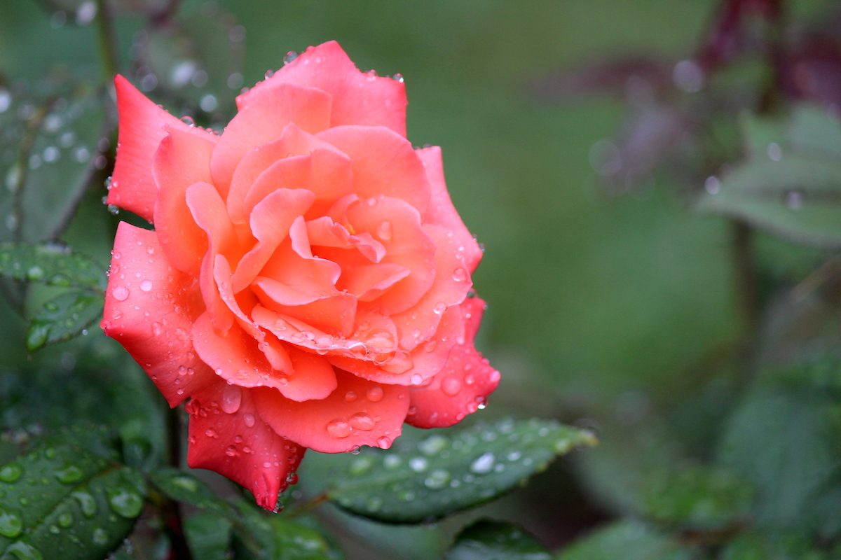 rose pictures