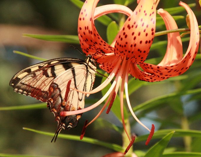 lily flower meaning