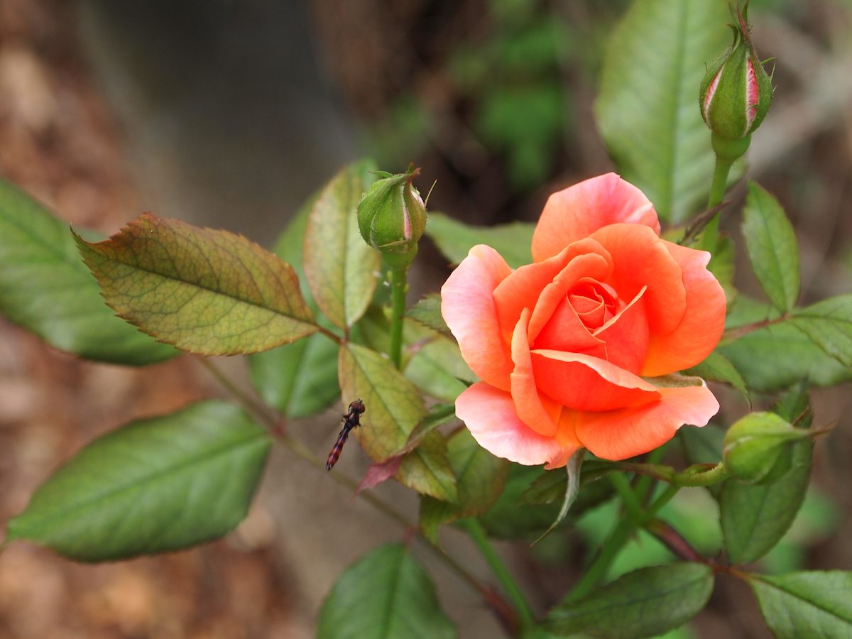 rose pictures