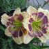 Daylily Care 101: Expert Growing Tips for Gardeners