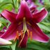 Grow Oriental Lilies for Outstanding Garden Color