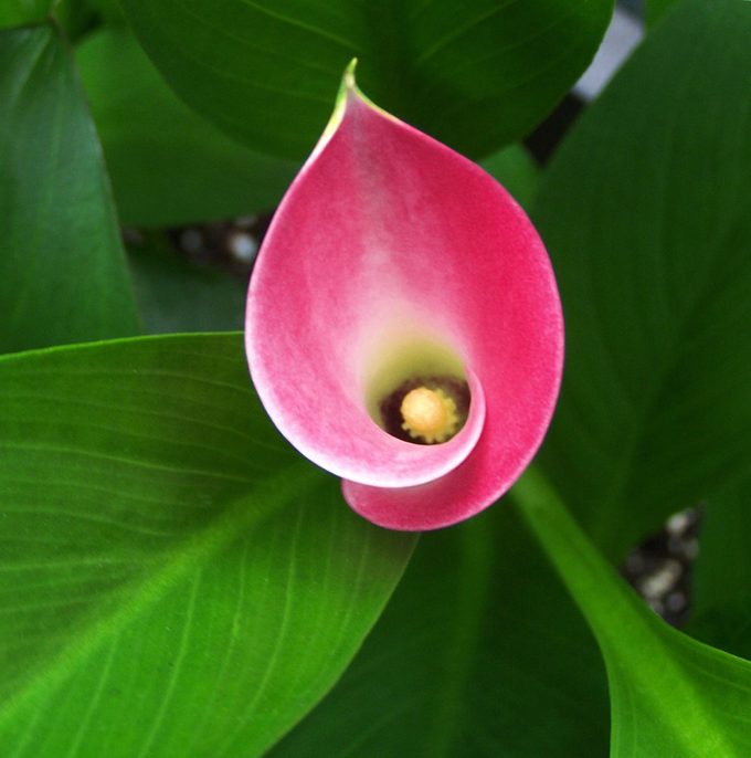 Photo Of Calla Lily Shot With Kodak Z10