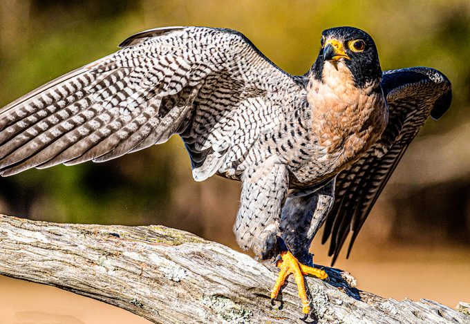 peregrine falcon