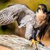 7 Fascinating Falcon Bird Facts You Should Know