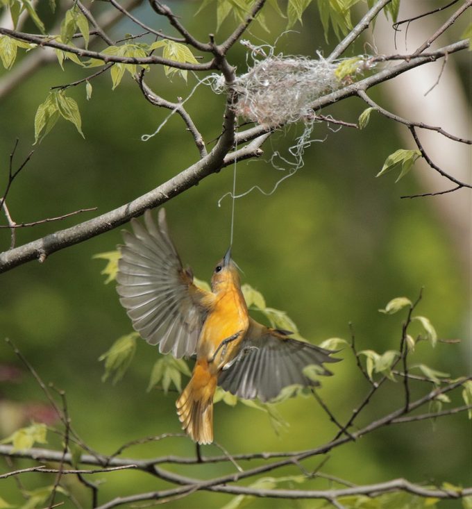 female orchard oriole