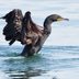 How to Identify a Double-Crested Cormorant