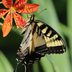 Blackberry Lily Adds Bold Color to Flower Gardens