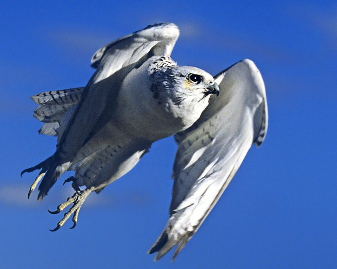 The Gyrfalcon Falco Rusticolis Is A Magnificent Medium Sized Boldly Patterned Black And White Raptor Of The Western And Northern United States, falcon bird