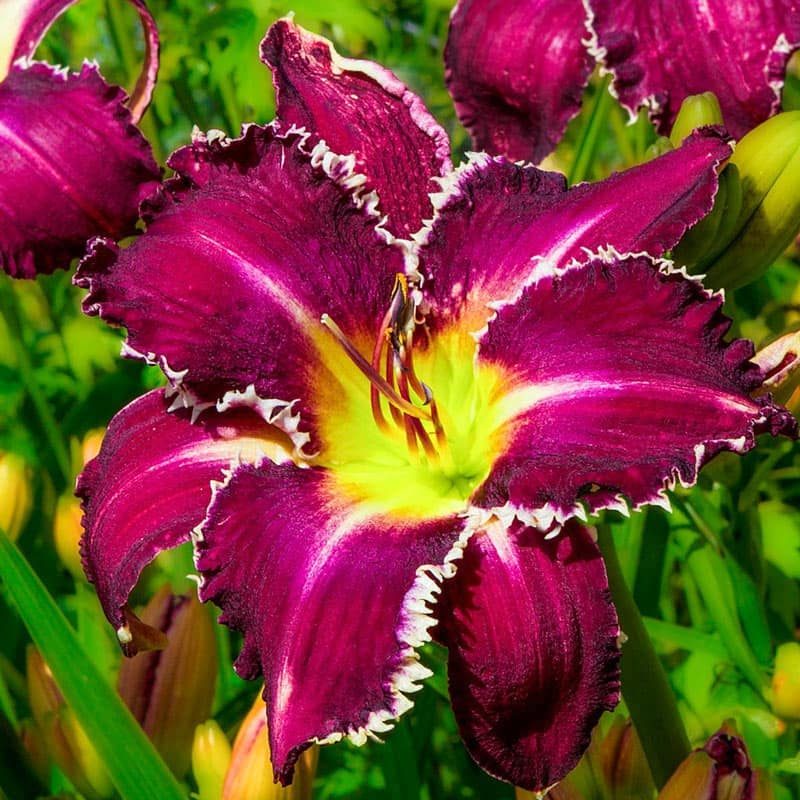 snaggle tooth daylily, daylily care