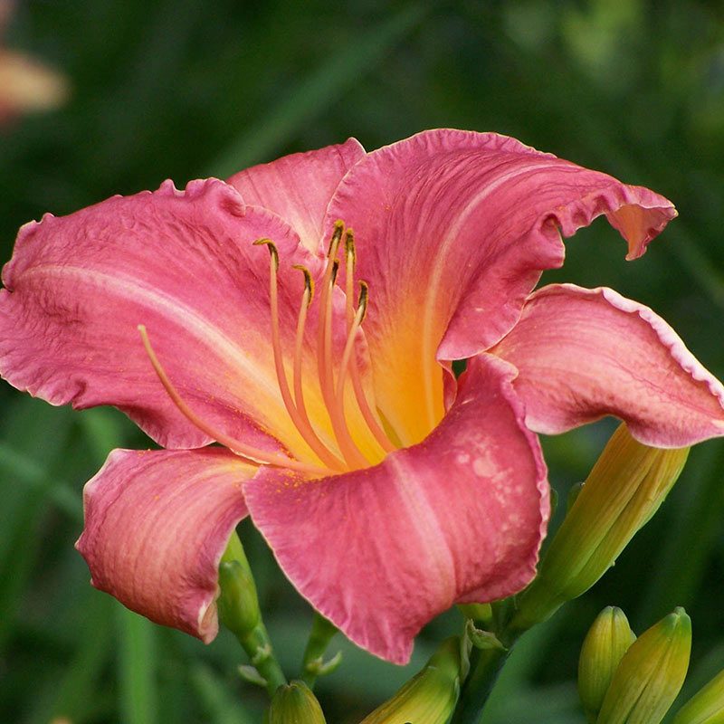 persian market daylily