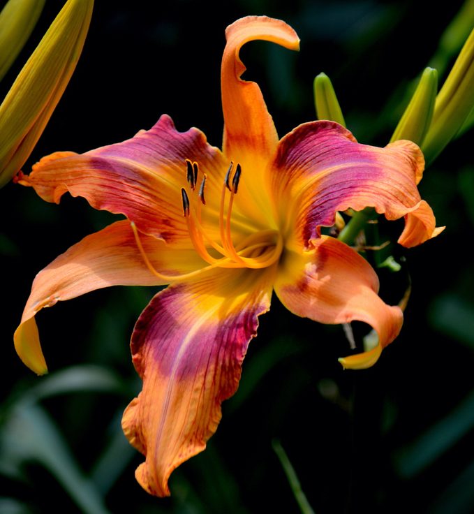 true lily vs daylily