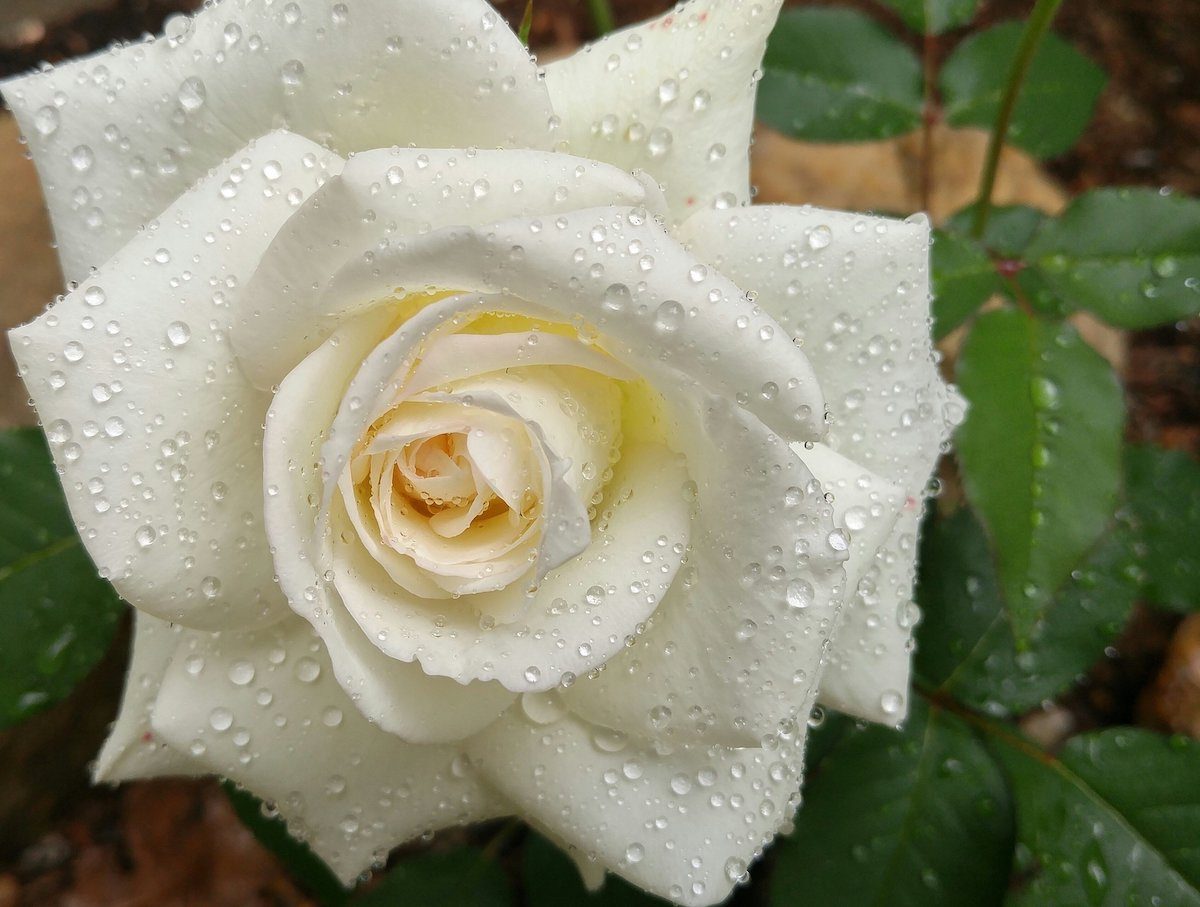 pictures of roses