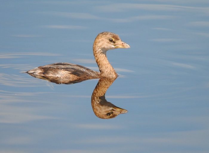 Pied-billed grebe, water birds